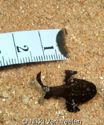 Tiny frogfish taken at Ras Mohamed Park. The ruler shows ... by Nikki Van Veelen 